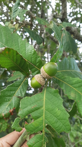 Quercus peduncularis