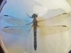 Pachydiplax longipennis