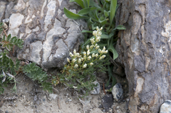 Draba oligosperma