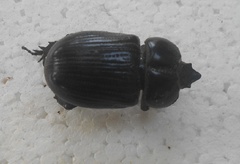 Phileurus