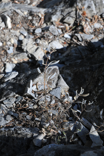 Santaquin Draba (Draba santaquinensis)
