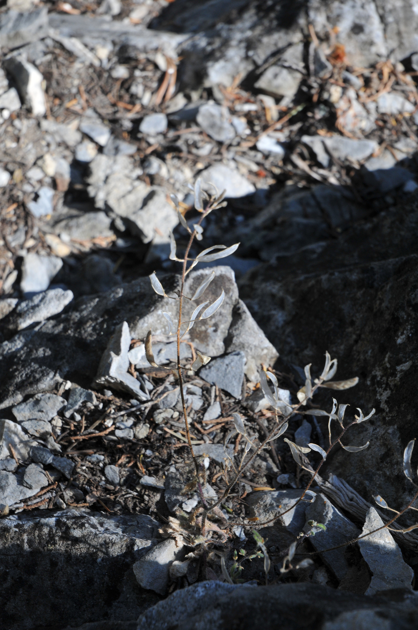 Draba santaquinensis