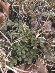 Vaccinium crassifolium