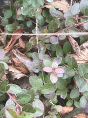 Vaccinium crassifolium