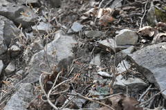 Draba santaquinensis