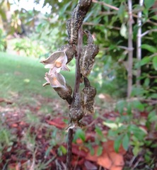 Gastrodia molloyi