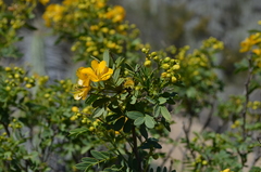 Senna cumingii