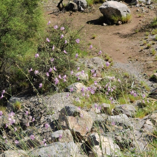 Ramo del diablo, maravillas, buganvilias y parientes