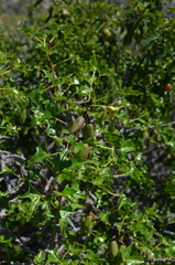 Vasconcellea chilensis