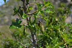 Vasconcellea chilensis