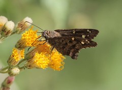 Thorybes dorantes calafia