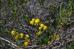 Calceolaria ascendens