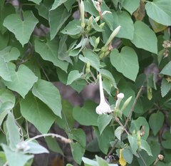 Ipomoea scopulorum