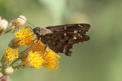 Thorybes dorantes calafia