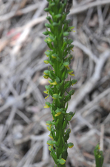 Platanthera tescamnis