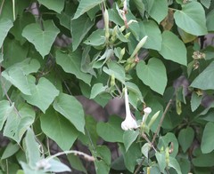 Ipomoea scopulorum