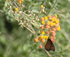 Bebbia atriplicifolia