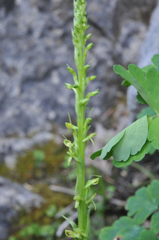 Platanthera tescamnis
