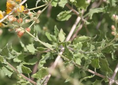 Bebbia atriplicifolia