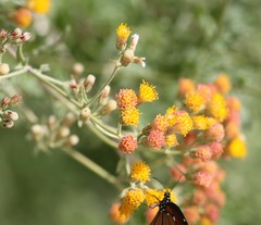 Bebbia atriplicifolia