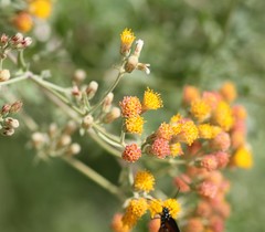 Bebbia atriplicifolia