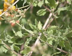 Bebbia atriplicifolia