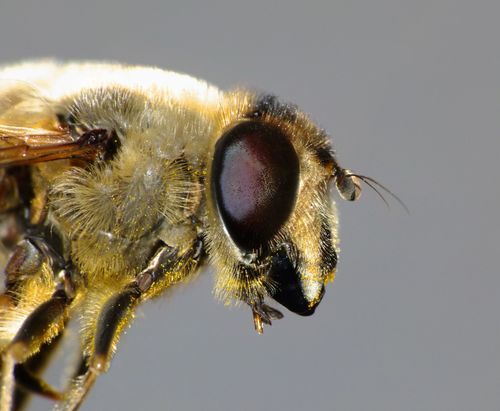 Common drone fly