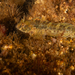 Rio Blenny - Photo (c) Gonzalo Bravo, some rights reserved (CC BY-NC), uploaded by Gonzalo Bravo