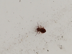 Ptenothrix beta