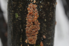 Phlebia radiata image