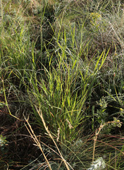 Cleistogenes serotina