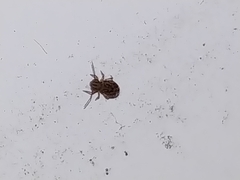 Ptenothrix beta