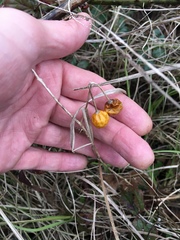 Solanum carolinense