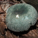 Blue-green Cracking Russula - Photo (c) Sarah Culliton, some rights reserved (CC BY), uploaded by Sarah Culliton