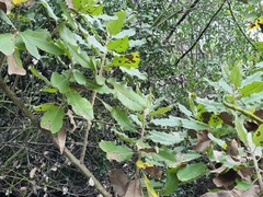 Toothed acrisione (Acrisione denticulata)
