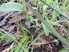 Habenaria disparilis