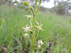 Habenaria disparilis