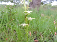 Habenaria disparilis