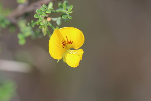 Image of Adesmia microphylla by (c) Cesar Ormazabal, some rights reserved (CC BY)