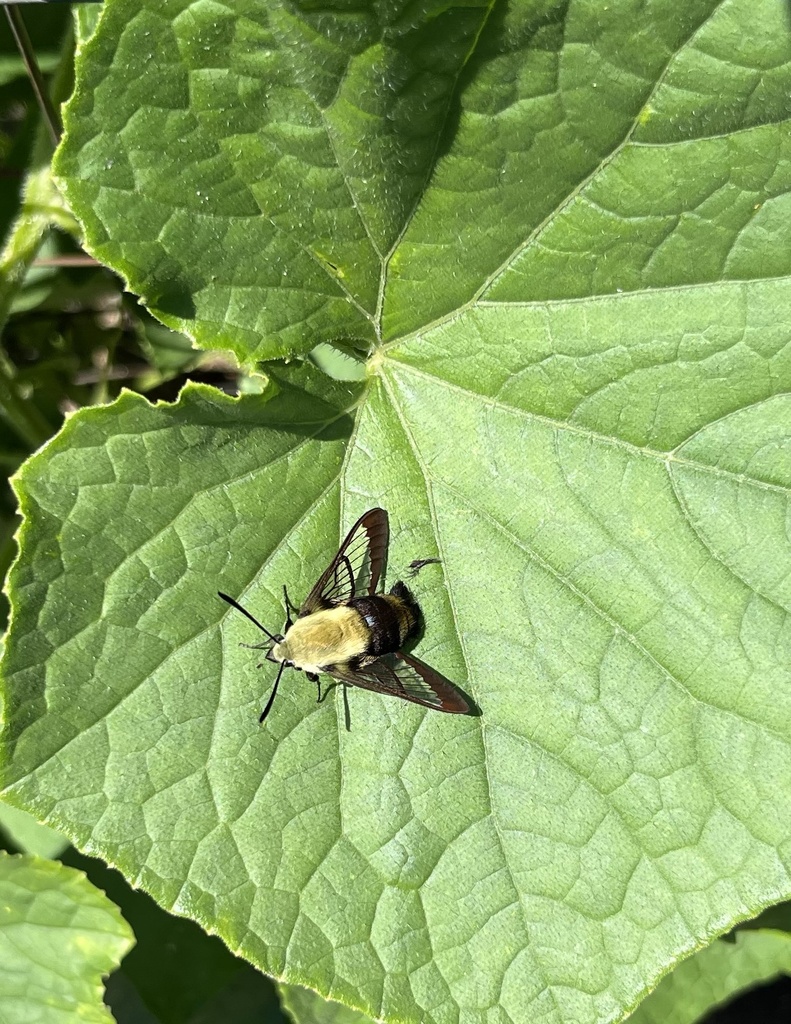 Snowberry Clearwing from Winsor Rd, Foster, RI, US on July 30, 2023 at