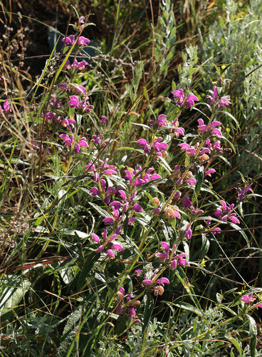 rough-leaved phlomis