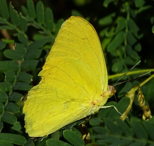 Phoebis agarithe