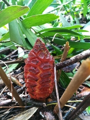 Zamia erosa