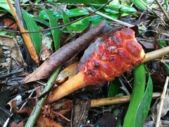 Zamia erosa