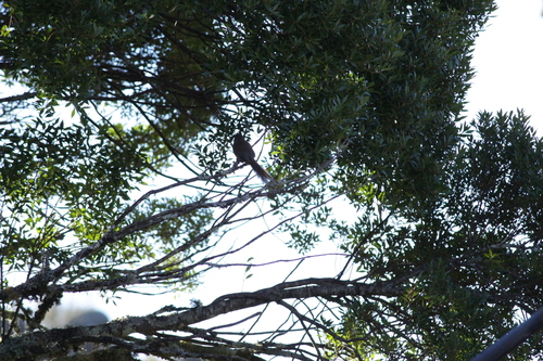 Itatiaia Spinetail (Asthenes moreirae), photo 9