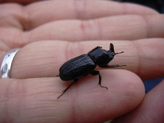 Sinodendron cylindricum