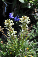 Pedicularis parryi