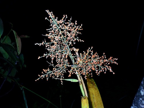 Joinvillea borneensis observed 2023-05-31