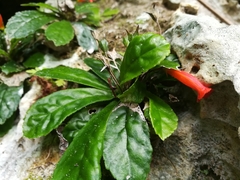 Gesneria cuneifolia