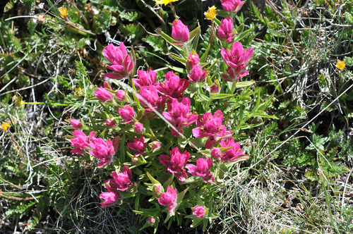 Tushar Mountains Paintbrush (Castilleja parvula) · iNaturalist